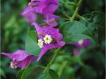 mon bougainvillier n'a que 4 ans, se trouve dans une région saharienne de l'Est algérien, et il se porte à merveille même pendant l' été quand il fait très chaud. mon bougainvillier n'a que 4 ans, se trouve dans une région saharienne de l'Est algérien, et il se porte à merveille même pendant l' été quand il fait très chaud.