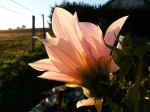 Dahlia, au soleil couchant..