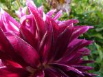 Dahlia.. beau par tous les temps... Dahlia.. beau par tous les temps...