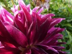 Dahlia.. beau par tous les temps...