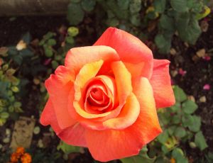 Une rose pour ma maman par JULE VERNE