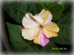Une quatre couleurs !!! Une quatre couleurs !!!