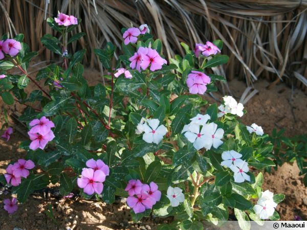 Pervenche de Madagascar, Catharanthus roseus : planter, cultiver, multiplier