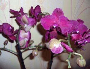 Orchid�e de noel par JULESVERNE