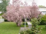 mon jardin en Lorraine mon jardin en Lorraine