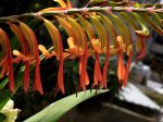 Du jardin de mamman qui les avait planté
Beyrouth Liban Du jardin de mamman qui les avait planté
Beyrouth Liban