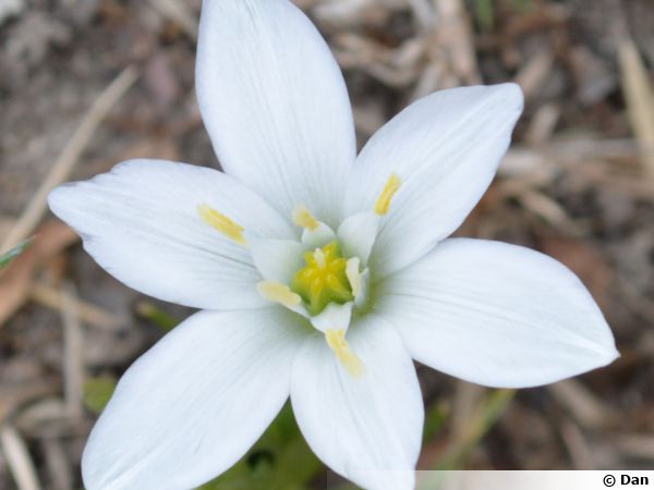 Ornithogale en ombelle, Dame de 11 heures, Ornithogalum umbellatum