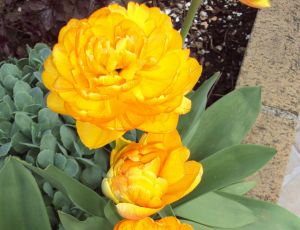 Gros plan sur mes tulipes pivoines par JULES VERNE