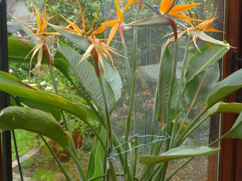 Strelitzia Reginae – Plante Du Paradis Oiseau Du Paradis 65-80 Cm, Plante D’Intérieur Floraison Spectaculaire