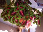 J'ai un coléus depuis 1 an et demi, c'est une plante très belle de plusieurs couleurs J'ai un coléus depuis 1 an et demi, c'est une plante très belle de plusieurs couleurs