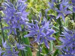 l'ai longtemps cherché le nom de cette fleur de mon jardin j'ai trouvé un indice grâce à une personne qui ne fait que de la photo de fleurs et j'ai complété avec votre site merci