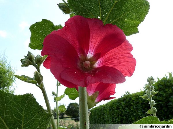 Rose trémière, Rose à bâtons, Alcea rosea : planter, cultiver, multiplier