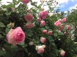 Rose ronsard, tous les ans, la même merveille..... Rose ronsard, tous les ans, la même merveille.....
