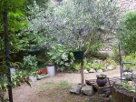Olea europaea 11 ans Dr�me des collines 26750 Chatillon St Jean. Premi�re fructification. (20-07-2014)