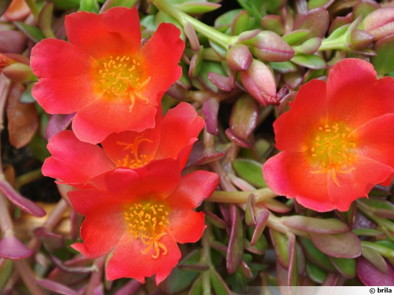 Pourpier, Portulaca planter, cultiver, multiplier