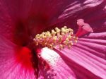 Hibiscus des marais : détail des étamines et pistils