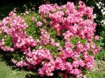 Mon rosier Cumbaya en pleine floraison Mon rosier Cumbaya en pleine floraison