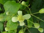 Clématite des haies ou Clématite vigne-blanche (Clematis vitalba) -Feuilles, fleur et boutons floraux- photographiée à Ollainville (91)