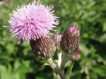 Cirse des champs (Cirsium arvense) -Capitule de fleurs-