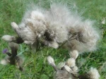 Cirse des champs (Cirsium arvense). Apr�s la floraison, il ne reste qu'une chevelure de vieillard volant au vent