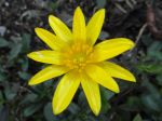 Ficaire fausse-renoncule (Ranunculus ficaria) ou Ficaire. -Détail de la fleur photographiée à Arpajon (91) Ficaire fausse-renoncule (Ranunculus ficaria) ou Ficaire. -Détail de la fleur photographiée à Arpajon (91)