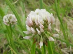 Tr�fle blanc (Trifolium repens) : D�tail des fleurs