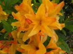 Azalée de Chine -Détail des fleurs- Azalée de Chine -Détail des fleurs-
