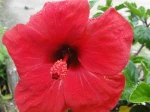 Hibiscus ou Rose de Chine photographi� � Billiers (56)