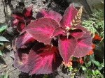 Coleus scutellarioides ou vieux gar�on (Solenostemon scutellarioides) photographi� � Arpajon