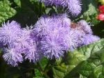 Ageratum (Ageratum houstonianum) de Can�jan (33)