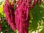 Amarante queue de renard ou amarante caud�e (Amaranthus caudatus) -D�tail de la fleur- photographi�e � Br�champs (28)