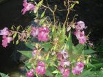 Balsamine de l'Himalaya (Impatiens glandulifera) -Feuilles et fleurs- photographiée aux bords de la Rémarde (91). Plante invasive dans la nature: à détruire !