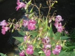 Balsamine de l'Himalaya (Impatiens glandulifera) -Feuilles et fleurs- photographi�e aux bords de la R�marde (91). Plante invasive dans la nature: � d�truire !