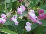Balsamine de l'Himalaya (Impatiens glandulifera) -D�tail des fleurs- Bords de la R�marde (91); Quel dommage de d�truire de si belles fleurs !