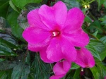 Impatiente de nouvelle guin�e (Impatiens hawkeri) photographi�e � Vincennes