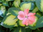 Impatiente de Nouvelle Guin�e (Impatiens 'SunPatiens Spreading Salmon') photographi�e � Arpajon