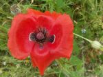 Coquelicot (Papaver rhoeas) Coquelicot (Papaver rhoeas)