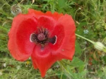 Coquelicot (Papaver rhoeas)