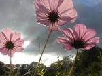 Cosmos bipinnatus rose en parasol (ou en parapluie !)