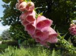 Digitale pourpre ou Grande Digitale (Digitalis purpurea) -Détail de la hampe florale- Digitale pourpre ou Grande Digitale (Digitalis purpurea) -Détail de la hampe florale-