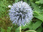 Chardon boule ou Boule azur�e (Echinops ritro) -Inflorescence en capitule-