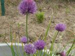 Ciboulette ou Civette (Allium schoenoprasum) photographiée à Gien (45)