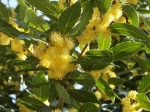 Laurier-sauce ou Laurier noble (Laurus nobilis) en fleurs