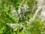Menthe verte en fleurs (Mentha spicata) de Le Vigan (30)
