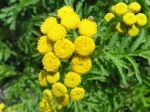 Tanaisie ou Tanaise (Tanacetum vulgare)