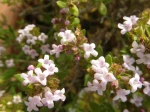 Thym commun (Thymus vulgaris) -D�tail des fleurs- photographi� � Pithiviers-le-Vieil (45)