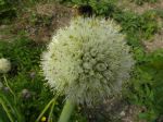 Oignon -Détail de l'inflorescence en boule- et Bourdon des pierres (Bombus lapidarius) Oignon -Détail de l'inflorescence en boule- et Bourdon des pierres (Bombus lapidarius)