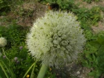 Oignon -D�tail de l'inflorescence en boule- et Bourdon des pierres (Bombus lapidarius)