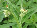 Consoude officinale ou Grande consoude (Symphytum officinale) -Fleurs, feuilles et tige-