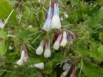 Consoude officinale ou Grande consoude (Symphytum officinale) -Feuilles et fleurs-